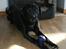 Labrador retriever Buster