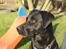 Labrador retriever Buster