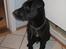 Labrador retriever Buster - Da jeg var ca 11 uger