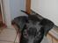 Labrador retriever Buster