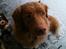 Nova scotia duck tolling retriever Simba - Foto: Mig.
