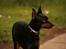 Engelsk toy terrier Gipsy 