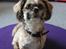 Lhasa apso Laura
