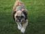 Lhasa apso Laura