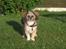Lhasa apso Laura