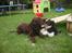 Engelsk springer spaniel Freja.