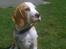 Beagle Victor