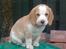 Beagle Victor