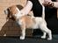 Beagle Victor