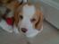 Beagle Victor