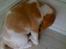 Beagle Victor