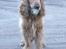 Cocker spaniel Pax - Er der virkelig ingen der vil lege med mig?