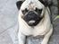 Mops Gizmo