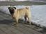Mops Gizmo