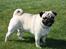 Mops Gizmo