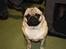Mops Gizmo