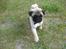 Mops Gizmo