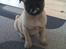Mops Gizmo