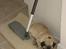 Mops Gizmo