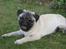 Mops Gizmo