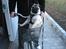 Mops Gizmo