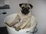 Mops Gizmo