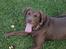 Labrador retriever - Choko :-)