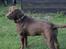 Labrador retriever - Choko :-)