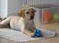 Labrador retriever Doozy