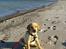 Labrador retriever Doozy