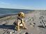 Labrador retriever Doozy