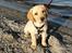 Labrador retriever Doozy