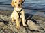 Labrador retriever Doozy