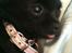 Chihuahua Issa