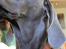 Weimaraner Hot Shoot´s Lotto (Anden) HD-A - Efter flået er fjernet