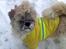 Shih tzu Toffie