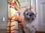 Shih tzu Toffie