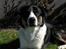 Blanding af racer Milo (Border Collie/Lab.)
