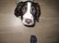 Engelsk springer spaniel Monty (FT) - Hvad skal vi nu lave?