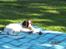 Engelsk springer spaniel Monty (FT) - Leg i haven