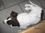 Engelsk springer spaniel Monty (FT)