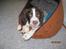 Engelsk springer spaniel Monty (FT)