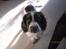 Engelsk springer spaniel Monty (FT)