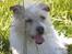 Jack russell terrier Tot