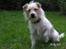 Jack russell terrier Tot