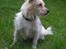 Jack russell terrier Tot