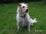 Jack russell terrier Tot