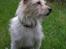 Jack russell terrier Tot