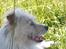 Jack russell terrier Tot
