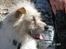 Jack russell terrier Tot